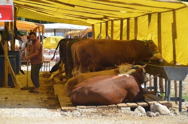 Gemlik Kurban Pazarı yeniliklerle açıldı