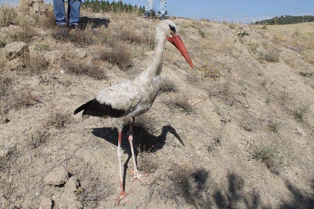 Elektrik çarpması sonucu yaralanan leylek sağlığına kavuştu