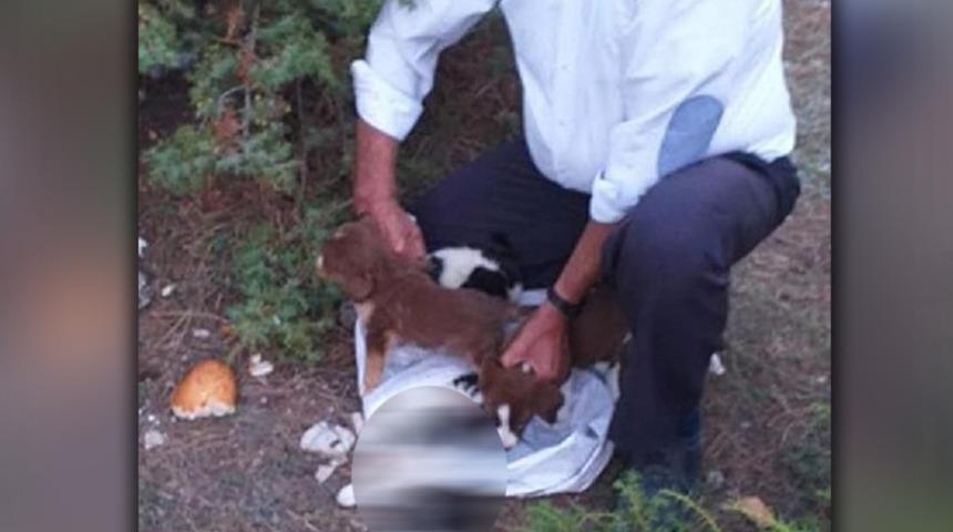 Denizli'de yavru köpekleri çuvala koyup ölüme terk ettiler