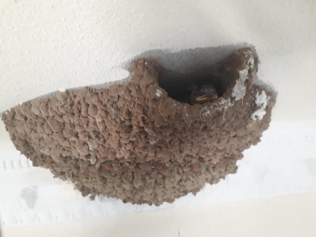 Yeni yaptığı evine kuşlar yuva yapınca taşınmayı erteledi