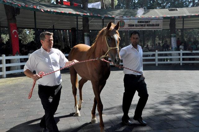 Bursa'da Arap atları açık artırmayla satıldı