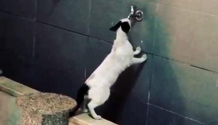 Sıcaktan bunalan kedi akmayan musluktan su içmeye çalıştı trend