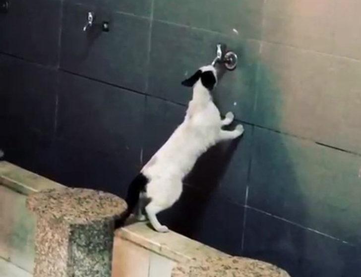 Sıcaktan bunalan kedi akmayan musluktan su içmeye çalıştı trend