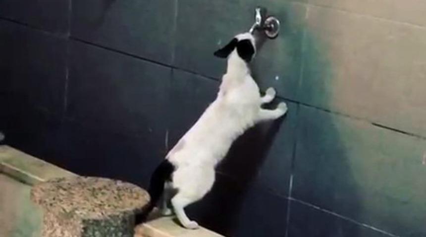 Sıcaktan bunalan kedi akmayan musluktan su içmeye çalıştı