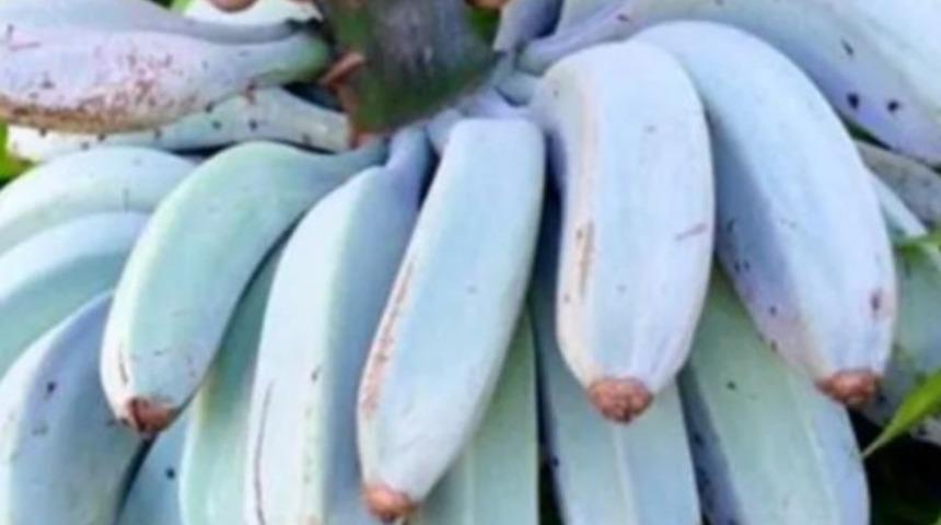 Sıradanlıktan sıkılanlara: Bu java muzun rengi mavi tadı ise dondurma gibi