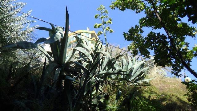 (Özel) UNESCO’nun koruma altına aldığı “Agave” Silivri’de çiçek açtı