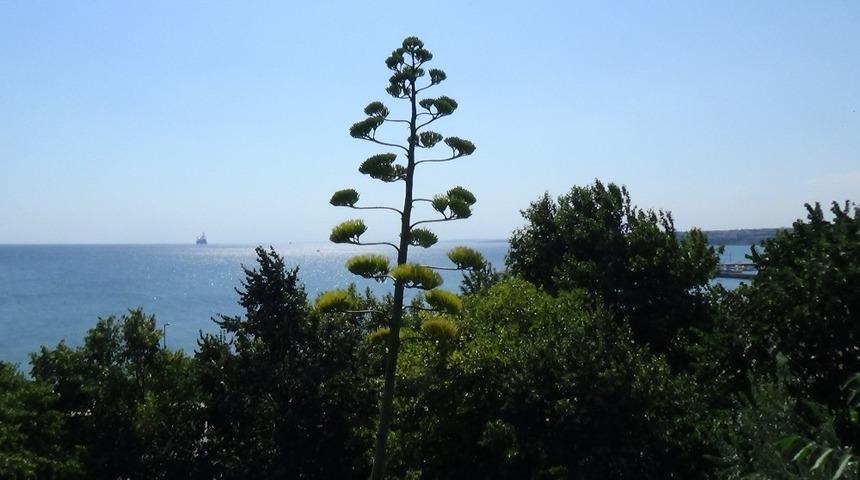 (&Ouml;zel) UNESCO&rsquo;nun koruma altına aldığı &ldquo;Agave&rdquo; Silivri&rsquo;de &ccedil;i&ccedil;ek a&ccedil;tı