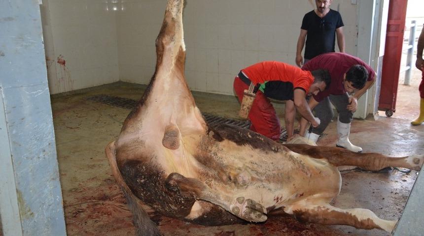 Korkuteli Mezbahası bayrama hazır