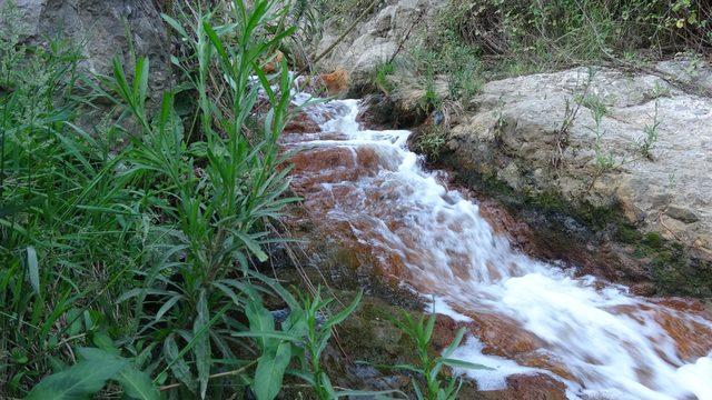 Dilovası Eynerce Deresi'nde kimyasal atık şüphesi