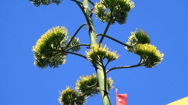 UNESCO'nun dünya kültür mirası listesinde bulunan Agave Silivri'de açtı