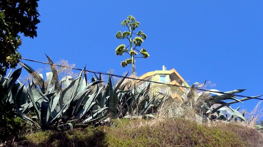 UNESCO'nun d&uuml;nya k&uuml;lt&uuml;r mirası listesinde bulunan Agave Silivri'de a&ccedil;tı