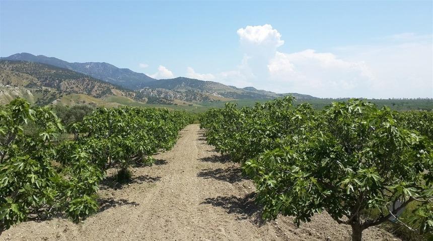 K&ouml;şk Ziraat Odası Başkanı Tuna&rsquo;dan incir &uuml;reticisine uyarı