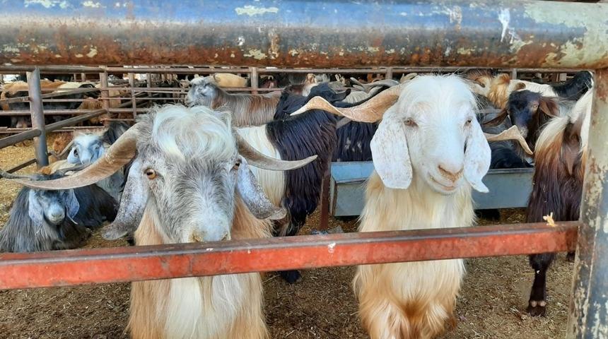 Adıyaman&rsquo;da kurbanlık satışları başladı