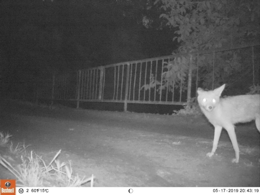 Bilecik&rsquo;te fotokapana yakalanan yaban hayvanları
