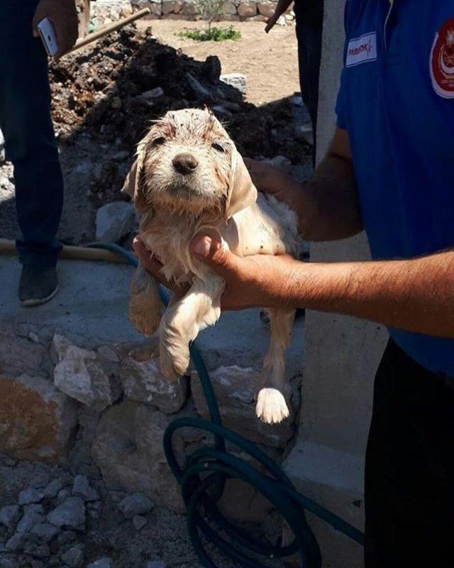 İzmir’de minik köpek için seferber oldular