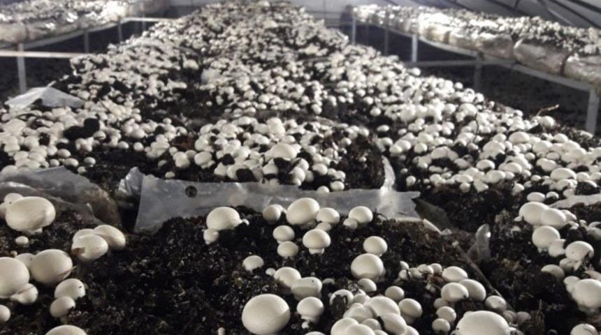 Y&uuml;ksek Lisans &ouml;ğrencisinden k&uuml;lt&uuml;r mantarı &uuml;retimi