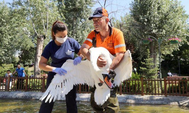 Kuğulara sağlık taraması