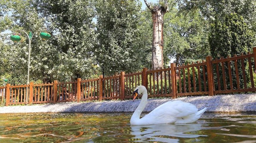 Kuğulara sağlık taraması