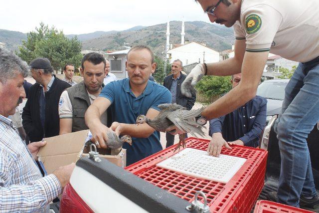 Beç tavukları kenelere göz açtırmayacak