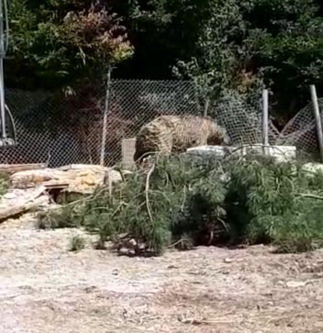 Foseptiğe düşen ayı kurtarıldı