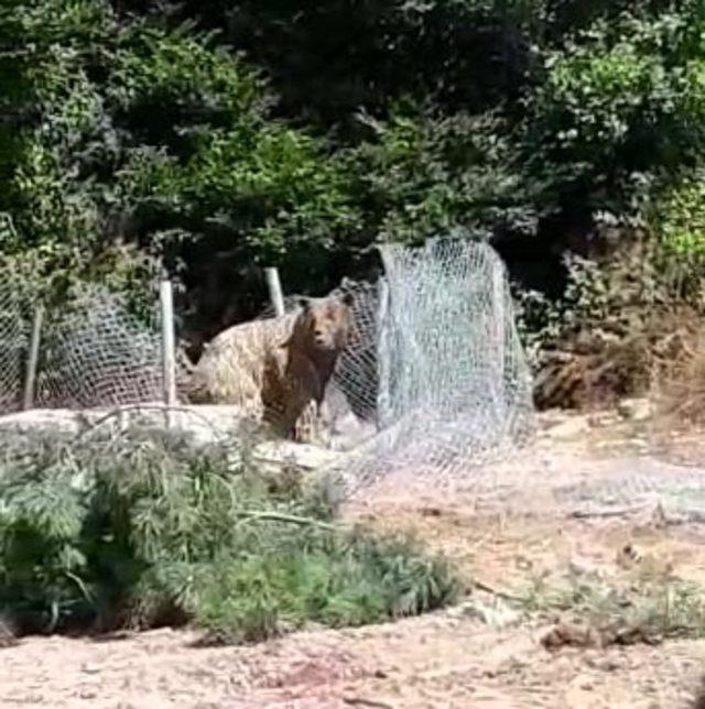 Foseptiğe düşen ayı kurtarıldı