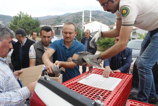 Kene ile mücadele için 'beç tavuğu' dağıtıldı