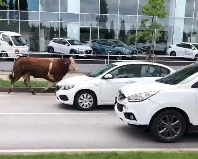 Kaçan kurbanlık boğa, ortalığı birbirine kattı