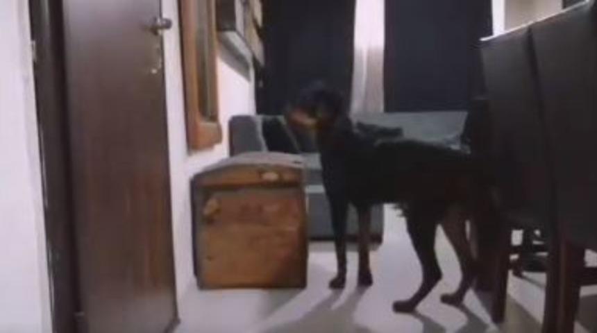 Siz evden çıktıktan sonra köpekler ne yapar? İşte yanıtı...