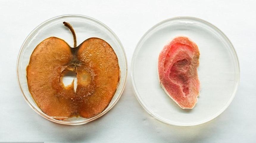 Elmadan Üretilen Yapay Kulak  Umut Vadediyor!