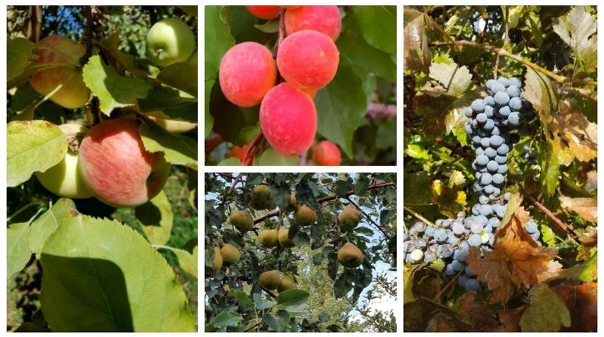 Meyve &ccedil;eşitlerinin yaygınlaştırılması