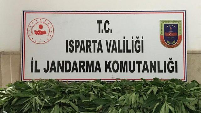 Isparta’da 158 kök Hint keneviri ele geçirildi
