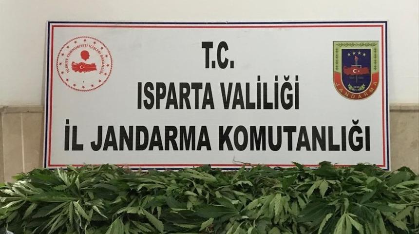 Isparta&rsquo;da 158 k&ouml;k Hint keneviri ele ge&ccedil;irildi