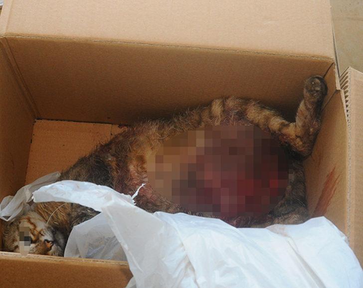 Hamile kediyi Pitbull�un önüne atıp parçalatan 3 çocuk gözaltına alındı