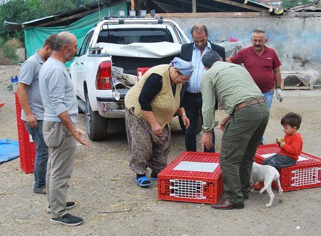 Tokat’ta keneye karşı beç tavuğu dağıtıldı