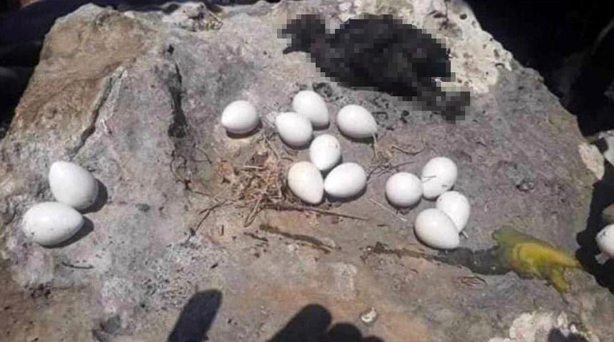 Anne keklik kendini feda etti