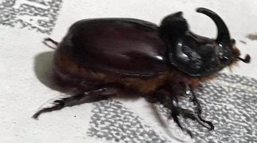 Gergedan böceği şaşkınlık oluşturdu