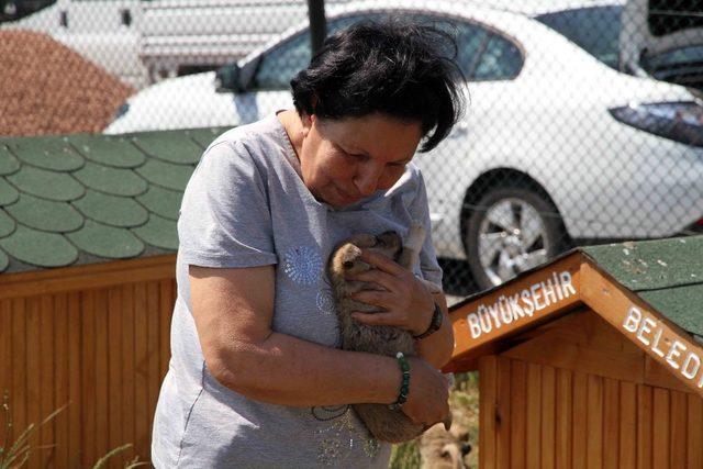 Kocaeli’de 11 bin 150 hayvan sağlığına kavuştu