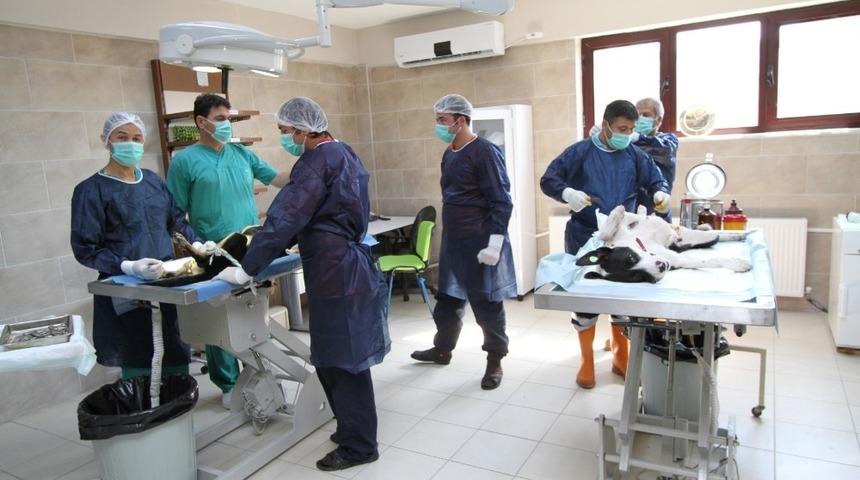 Kocaeli&rsquo;de 11 bin 150 hayvan sağlığına kavuştu