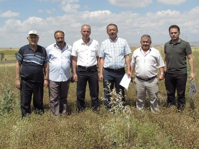 Alaca’da Çörekotu yeni gelir kapısı oldu