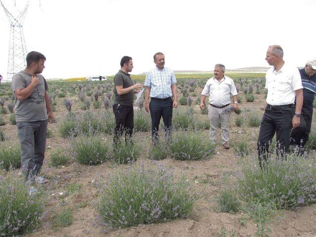 Alaca’da lavanta hasadı başlandı