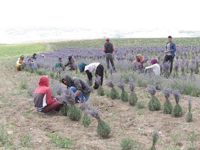 Alaca’da lavanta hasadı başlandı