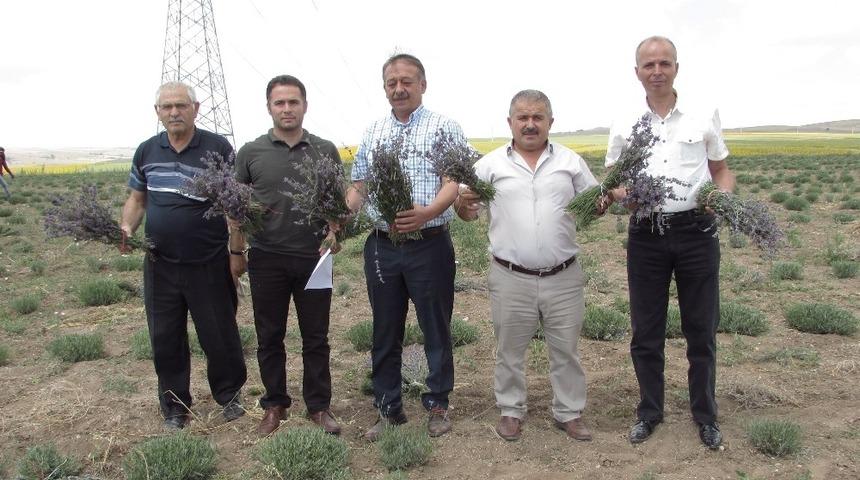 Alaca’da lavanta hasadı başlandı