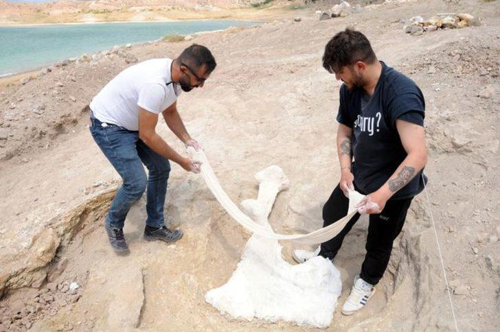 Çoban buldu: 7,5 milyon yıllık! Çoban buldu: 7,5 milyon yıllık!