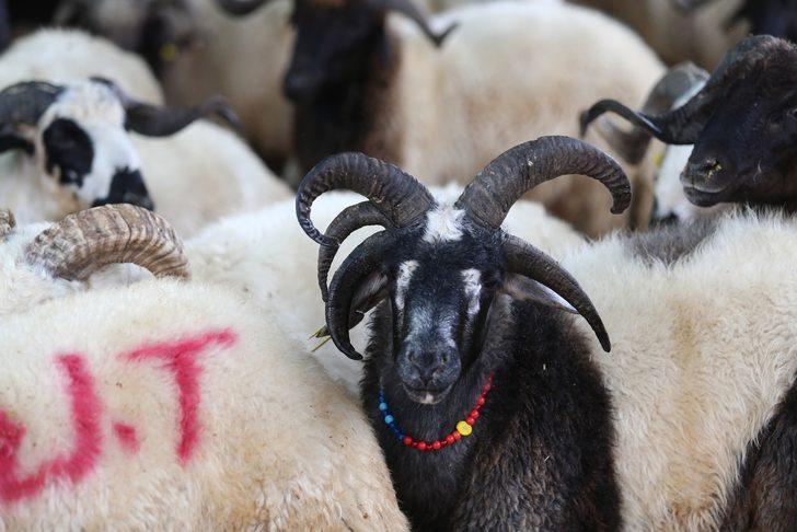 5 boynuzlu koç ilgi odağı oldu G1