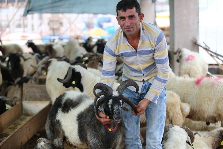 5 boynuzlu koç ilgi odağı oldu G2