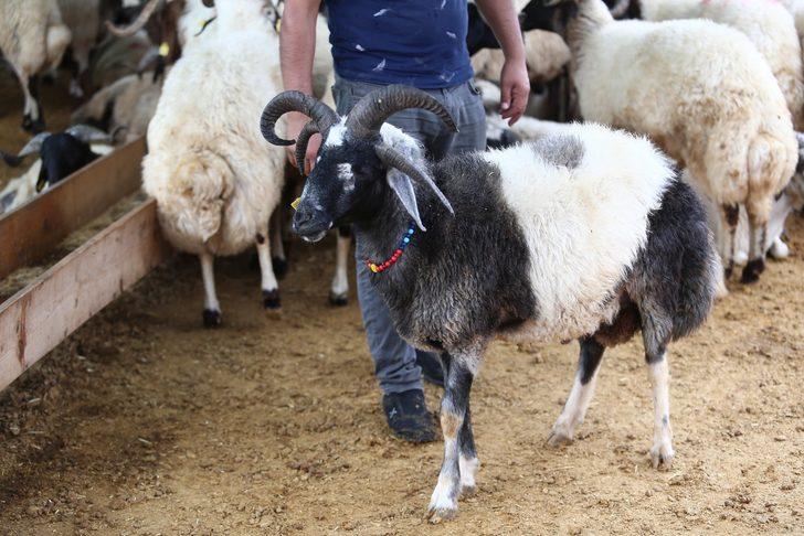 5 boynuzlu koç ilgi odağı oldu G3