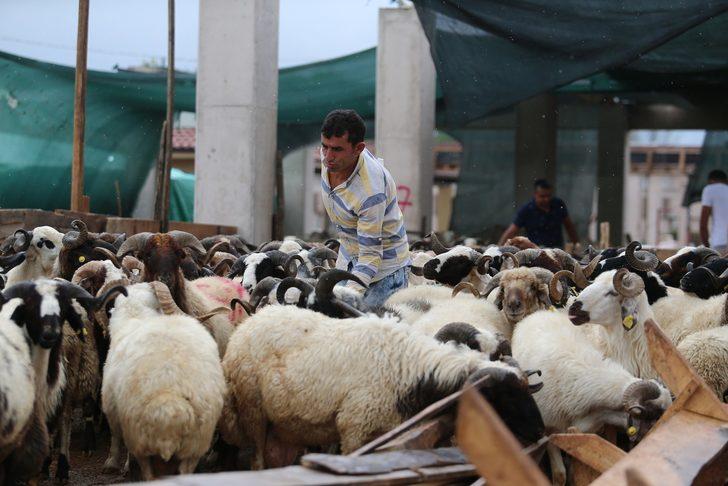 5 boynuzlu koç ilgi odağı oldu G4