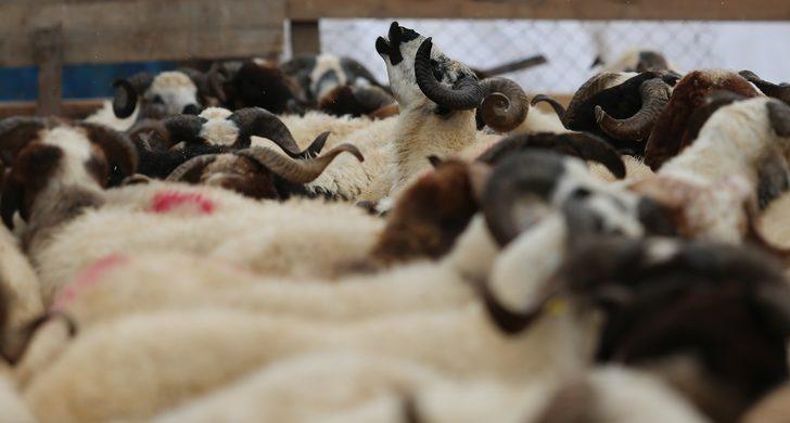 5 boynuzlu koç ilgi odağı oldu G5