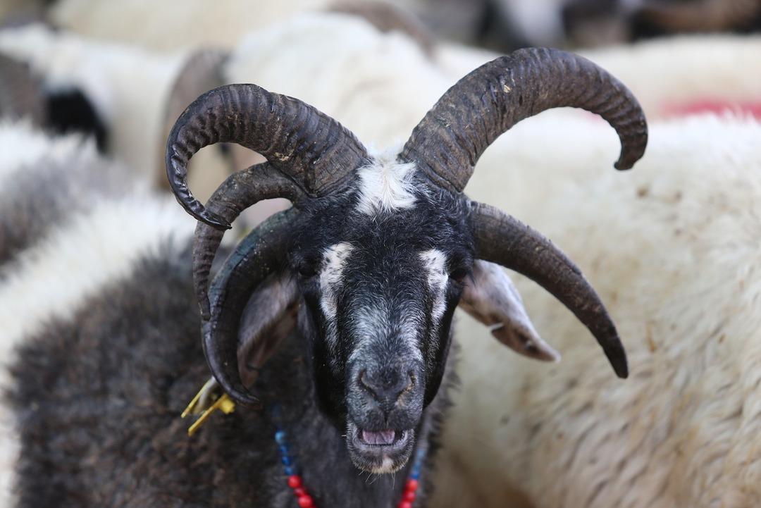 5 boynuzlu ko&ccedil; ilgi odağı oldu