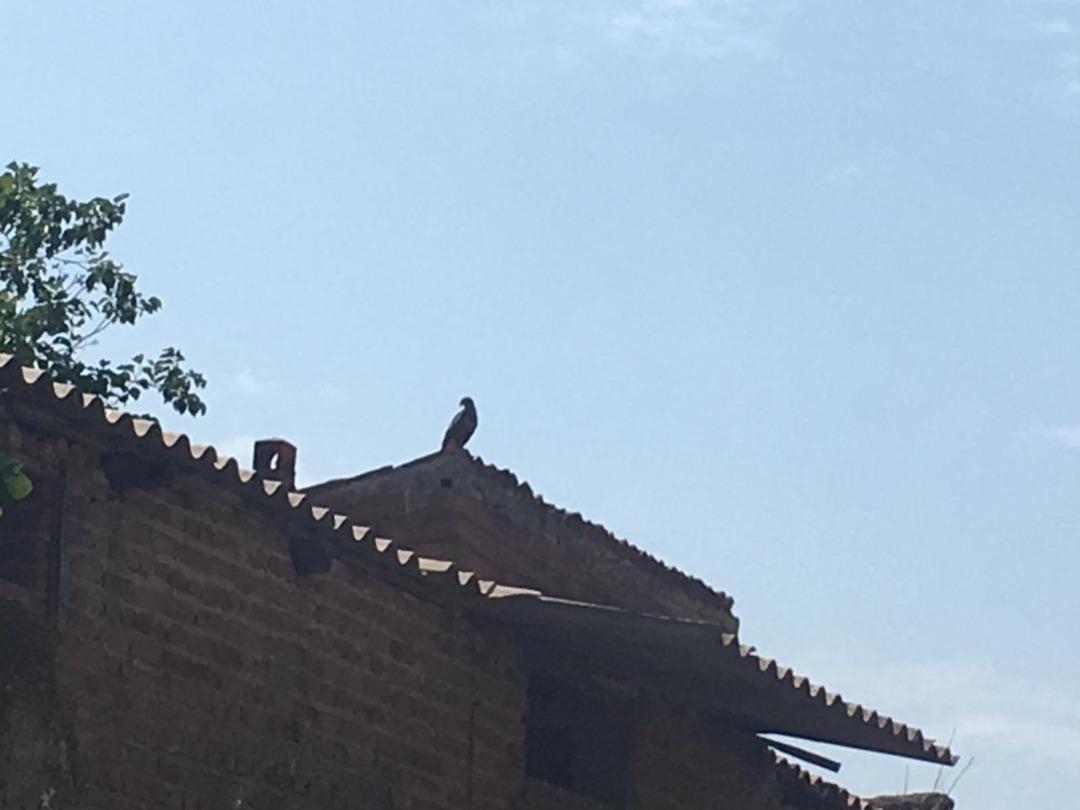 Turizmciler ve hayvanseverler kaya kartalı yavrusu i&ccedil;in seferber oldu